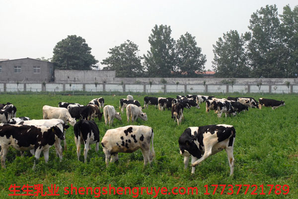 奶牛放牧區(qū).jpg